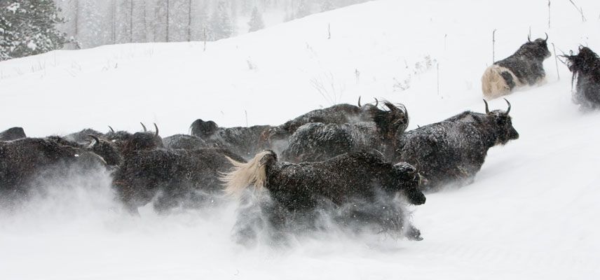 yak cows in snow valerie mcintyre Spring Brook Ranch | Running in snow, Yak photos, Snow images